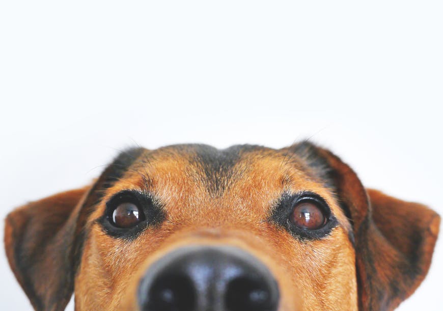 Closeup Photo of Brown and Black Dog Face